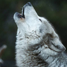 Team Page: WC Wolf Pack